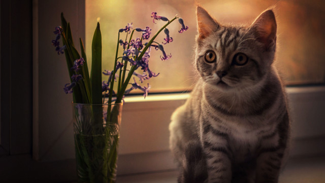 Cat vase flowers window stilllife free wallpaper - medium preview image