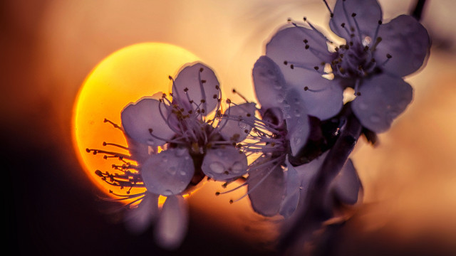 Flower sun backlight macro silhouette free wallpaper - medium preview image