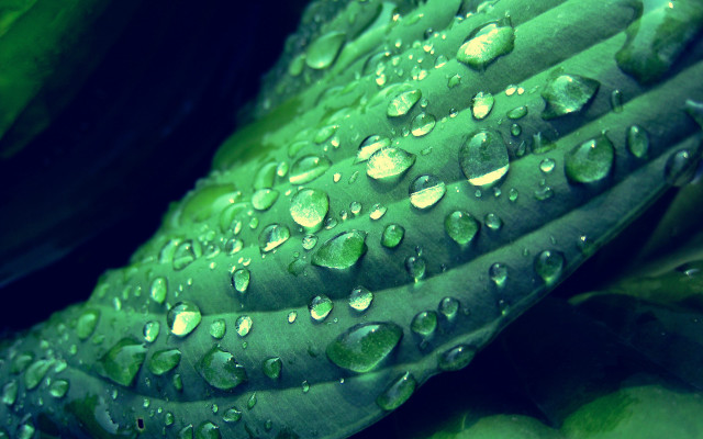 Green plant water droplets macro #5 free wallpaper - medium preview image