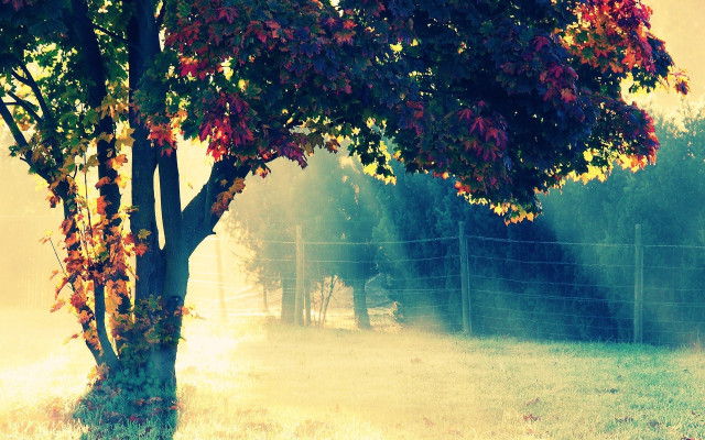 Tree fence foggy sky horse free wallpaper - medium preview image