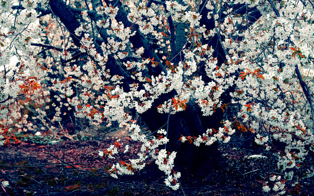 Bush white flowers forest red free wallpaper - medium preview image
