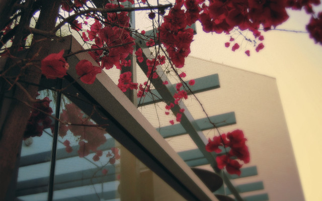 Tree red flowers building staircase free wallpaper - medium preview image