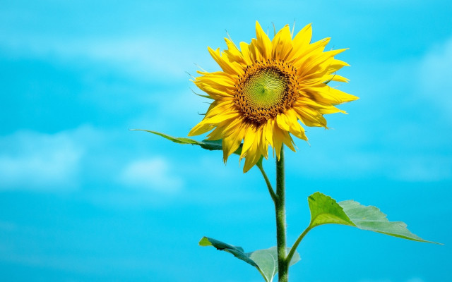 Sunflower blue sky clouds ecological free wallpaper - medium preview image