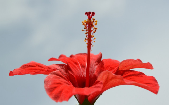Red flower blue sky macro free wallpaper - medium preview image