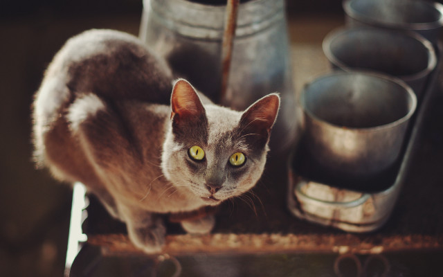 Cat shelf metal pots still free wallpaper - medium preview image