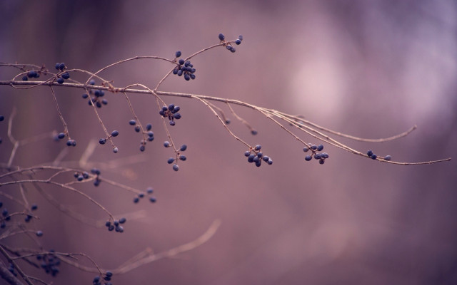 Branch blue berries macro sunset free wallpaper - medium preview image