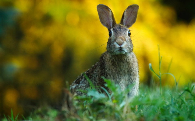 Rabbit grass bokeh nature focus free wallpaper - medium preview image