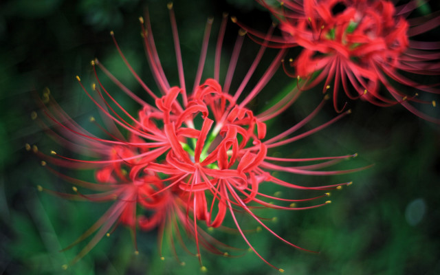 Red flower blurry background macro #2 free wallpaper - medium preview image