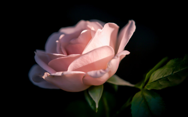 Pink rose dark green stem free wallpaper - medium preview image