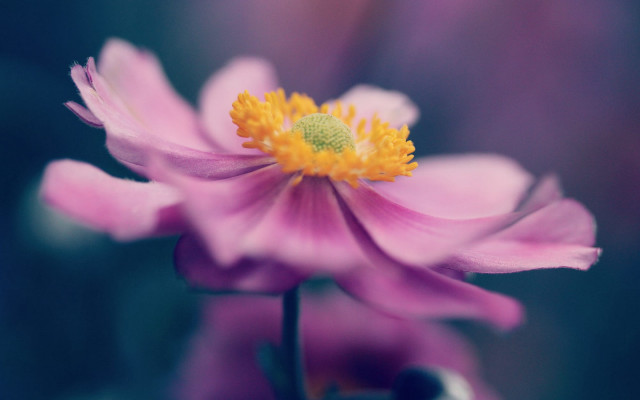Flower macro blurry background yellow free wallpaper - medium preview image