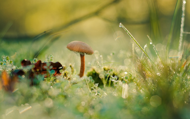 Mushroom greenfield dewgrass macro blurrynature free wallpaper - medium preview image