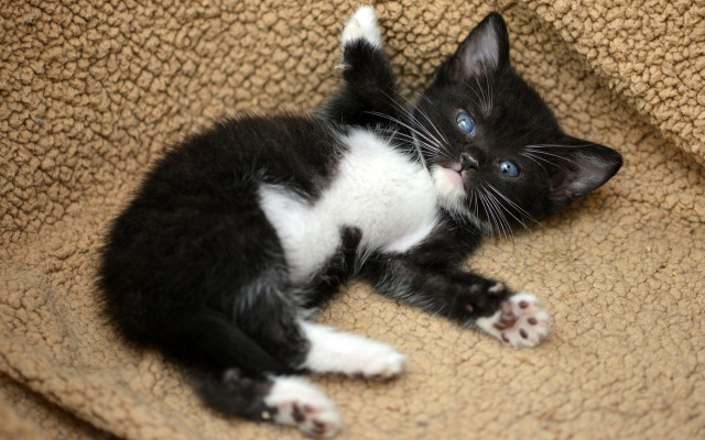 Black white kitten blanket couch free wallpaper - medium preview image