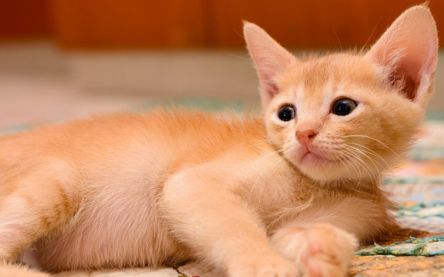 Orange kitten blurry puzzle animal free wallpaper - medium preview image