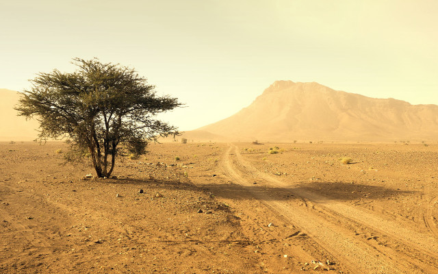 Desert dirt road tree mountain free wallpaper - medium preview image