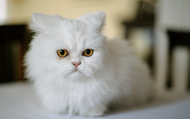 White cat yellow eyes rococo #2 free wallpaper - medium preview image