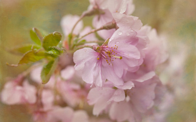 Pink cherry blossom water droplets free wallpaper - medium preview image