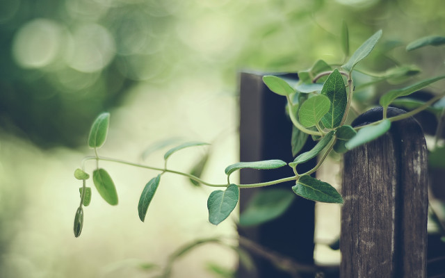 Plant vines fence post forest #2 free wallpaper - medium preview image