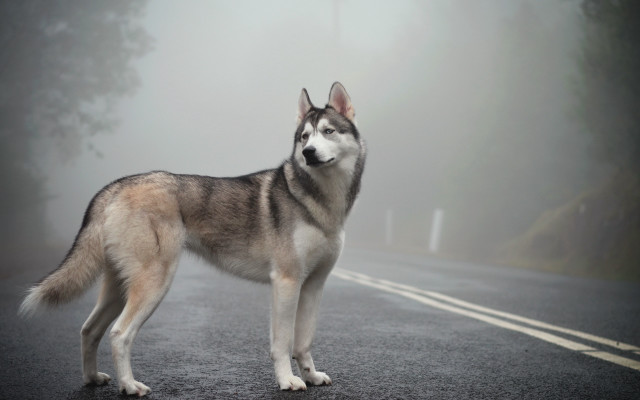 Husky foggy road day left free wallpaper - medium preview image