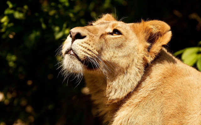Lion looking up christmas tree free wallpaper - medium preview image