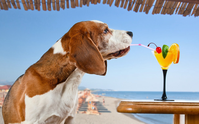 Dog sniffing beach tropical drink free wallpaper - medium preview image