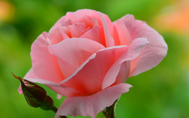 Pink rose garden blurry macro #3 free wallpaper - medium preview image