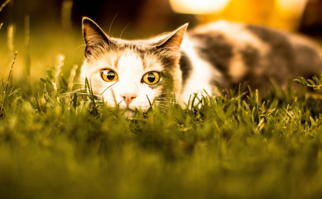Curious cat in grass autumn free wallpaper - medium preview image