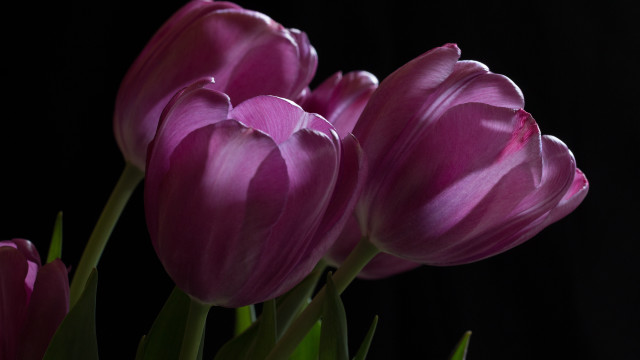 Purple flowers vase table dark free wallpaper - medium preview image