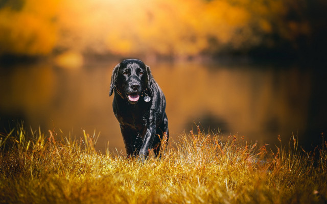 Black dog grass lake autumn free wallpaper - medium preview image