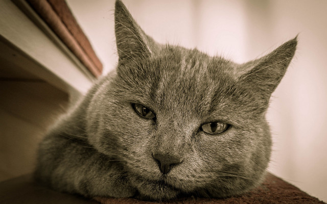 Sad cat chair eyes art free wallpaper - medium preview image