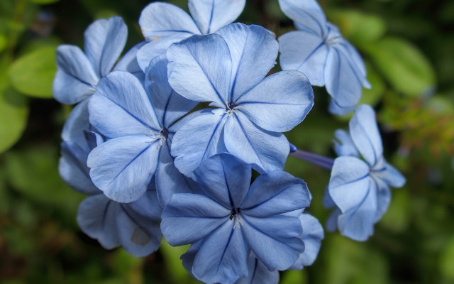 Blue flower butterfly leaf bokeh free wallpaper - medium preview image