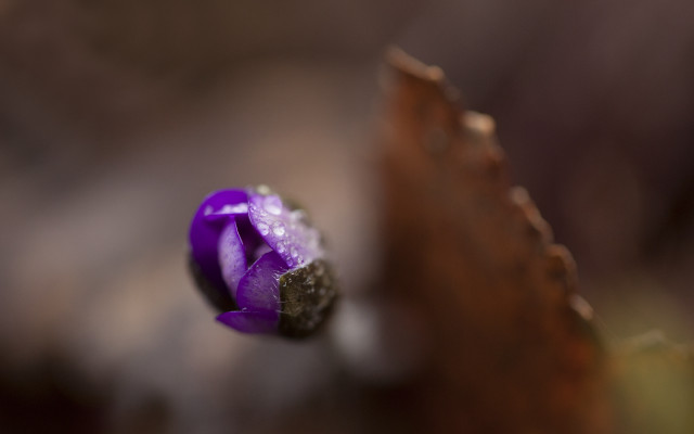 Purple flower water droplets wooden free wallpaper - medium preview image