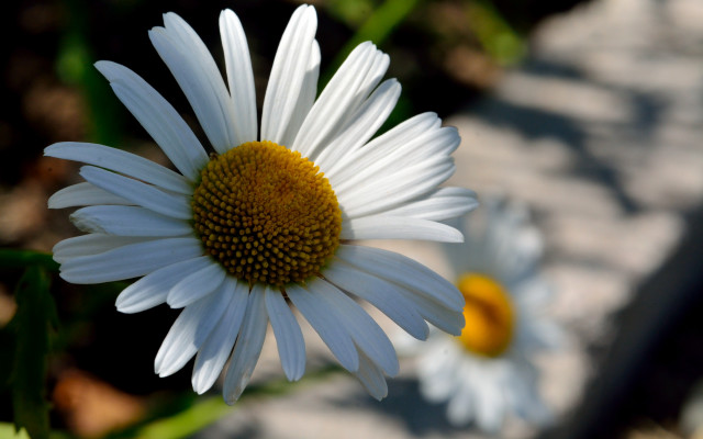 White flower yellow center macro #6 free wallpaper - medium preview image
