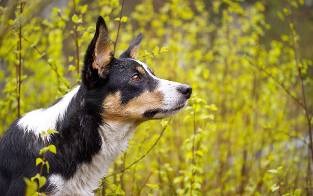Dog looking up field tall free wallpaper - medium preview image