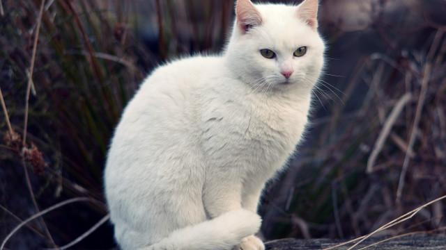 White cat on rock serious free wallpaper - medium preview image