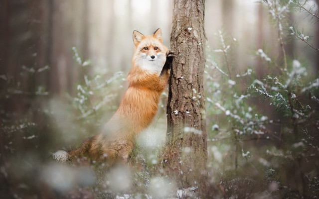 Red fox forest snow winter free wallpaper - medium preview image