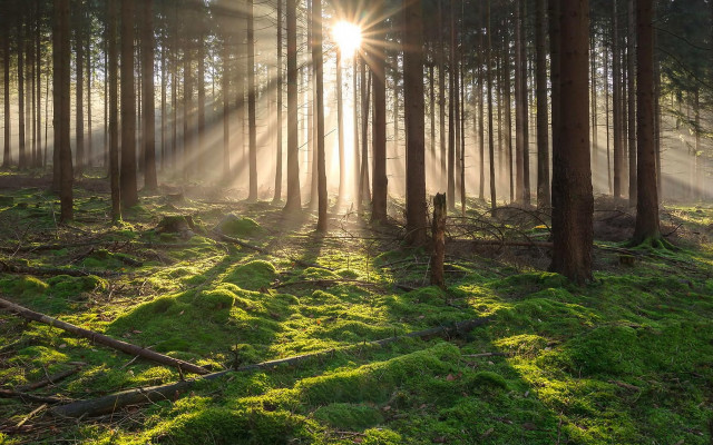 Sunbeam forest grass trees lightrays free wallpaper - medium preview image