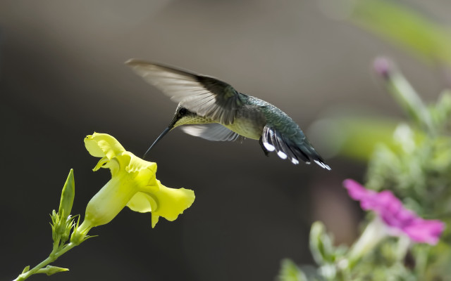 Hummingbird flower macro ecological art free wallpaper - medium preview image