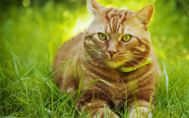 Cat collar grass fireflies flower free wallpaper - medium preview image