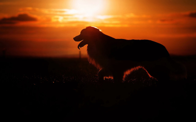 Dog sunset backlit embers mountain free wallpaper - medium preview image