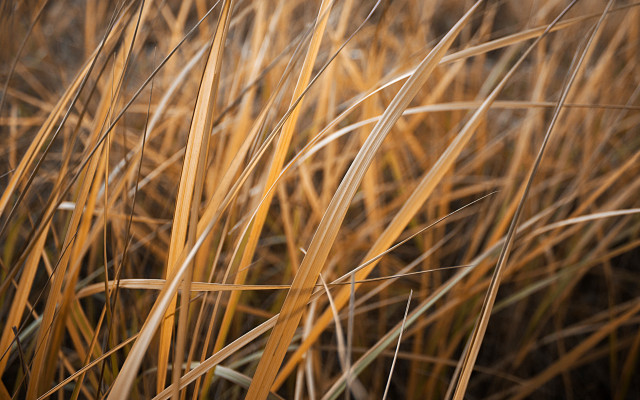 Tall grass yellow leaves macro free wallpaper - medium preview image