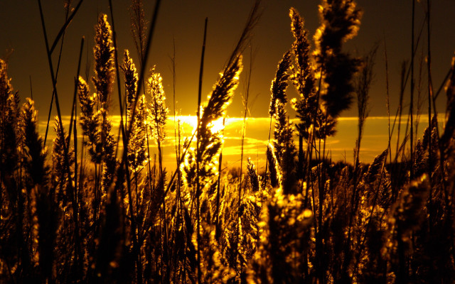 Sunset tallgrass backlighting autumn firefireworks free wallpaper - medium preview image