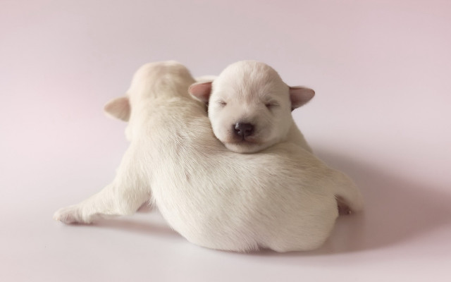 White puppy hugging head closed free wallpaper - medium preview image
