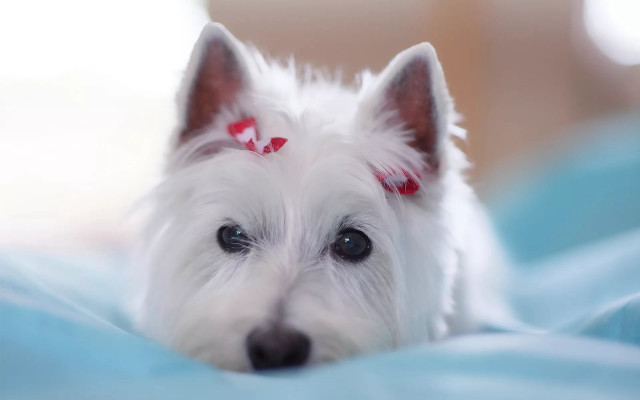 White dog red bow bed free wallpaper - medium preview image