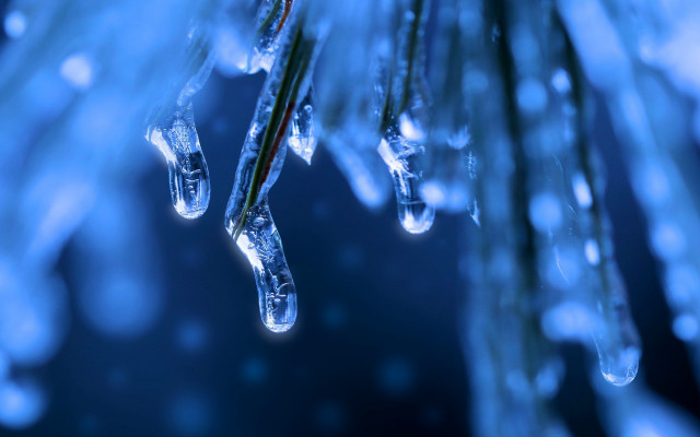 Pine ice water droplets macro #2 free wallpaper - medium preview image