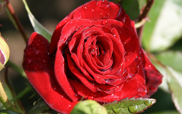 Red rose water droplets macro #18 free wallpaper for desktop - medium preview image