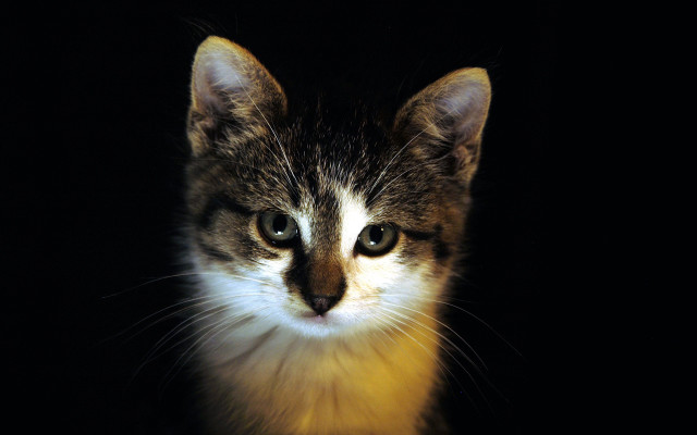 Cat sad black background chiaroscuro free wallpaper - medium preview image