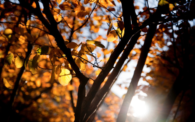 Yellow leaves sunshine blooming branch free wallpaper - medium preview image