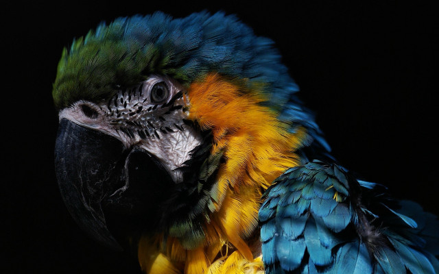Colorful parrot black background serious free wallpaper - medium preview image