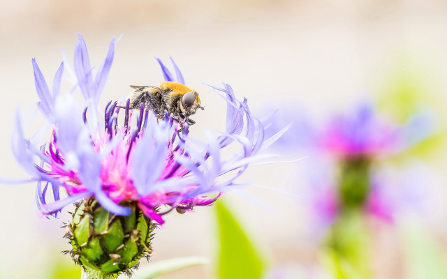 Bee purple flower green leaves free wallpaper - medium preview image