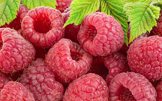 Raspberries green leaves water droplets free wallpaper - medium preview image
